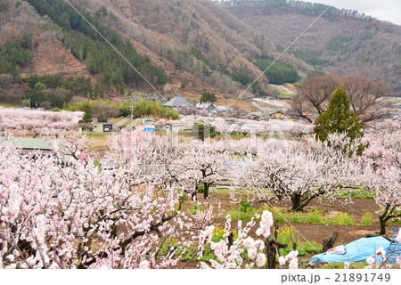 一目十万本あんずの里 21891749