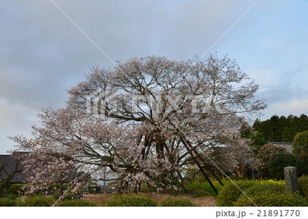 狩宿の下馬桜 狩宿の下馬桜 21891770