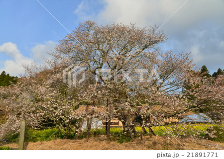 狩宿の下馬桜 狩宿の下馬桜 21891771