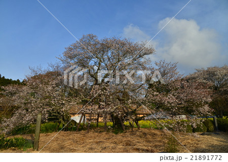 狩宿の下馬桜 狩宿の下馬桜 21891772