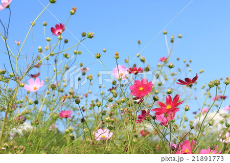 コスモス コスモス 21891773
