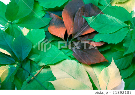 Background of multicolor leafs Background of multicolor leafs 21892185