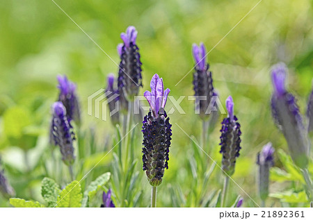 フレンチラベンダー フレンチラベンダー 21892361
