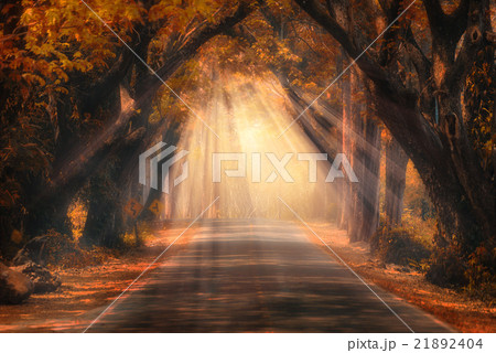 Fairytale forest sunlight and shadows 21892404