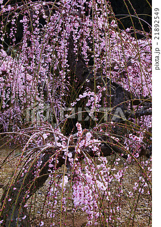 枝垂梅 21892549