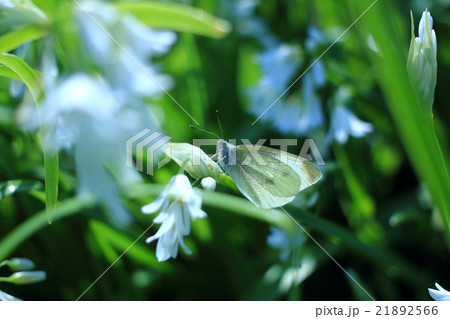ミツカドネギにとまる白いチョウ 21892566