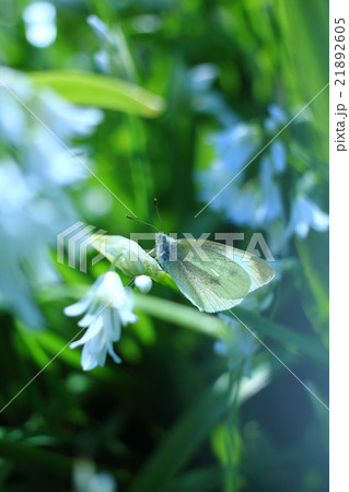 ミツカドネギにとまる白いチョウ 21892605