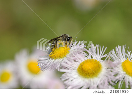 虫による受粉・虫媒受粉 21892950