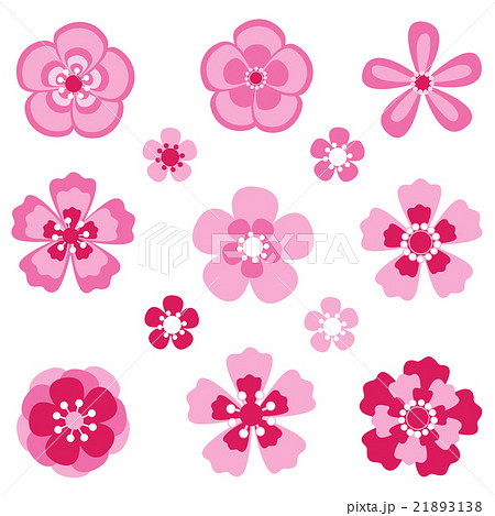 Cherry blossom. Sakura flowers. 21893138