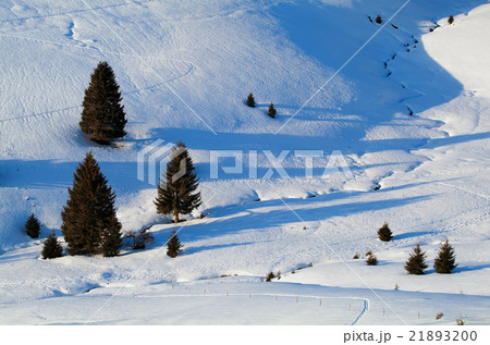spruce trees in snowy hills 21893200