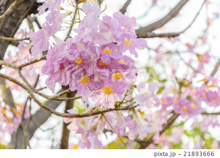 Tabebuia rosea Pink flowers. 21893666