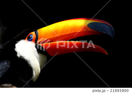 オレンジのクチバシ オレンジのクチバシ 21893800