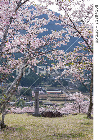 春の赤木城跡 春の赤木城跡 21894108