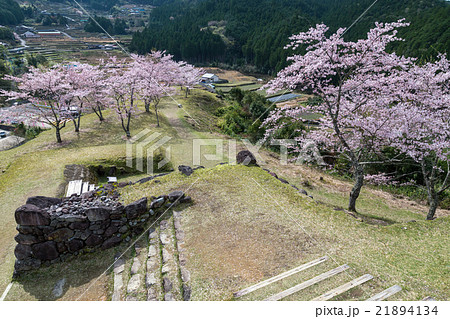 春の赤木城跡 21894134