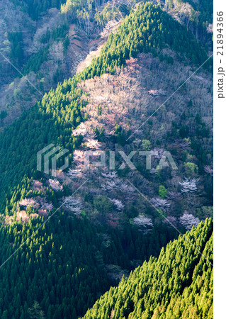 春のナメゴ谷 21894366