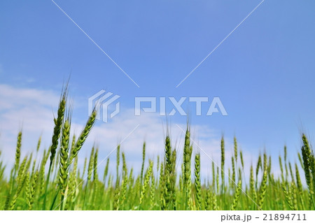 花の咲く頃の麦の生長と青空のコピースペース 花の咲く頃の麦の生長と青空のコピースペース 21894711