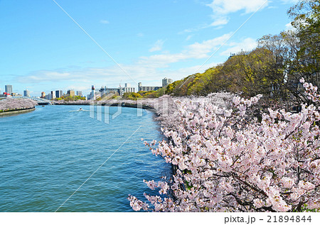 大阪　大川沿いの桜並木 21894844