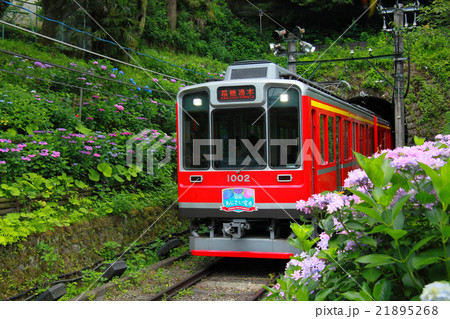 紫陽花小径の箱根登山鉄道 紫陽花小径の箱根登山鉄道 21895268