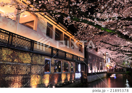 高瀬川沿いの夜桜ライトアップ 21895378