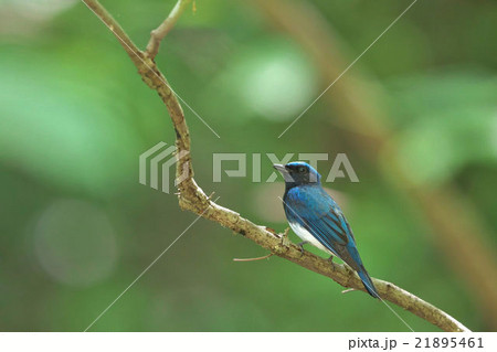 オオルリ 21895461