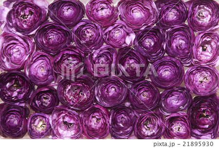 ラナンキュラス・集合 21895930