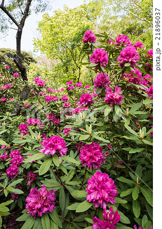 七沢森林公園のシャクナゲ 七沢森林公園のシャクナゲ 21896037