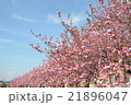 青空と八重桜 21896047