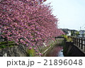 満開の八重桜 21896048