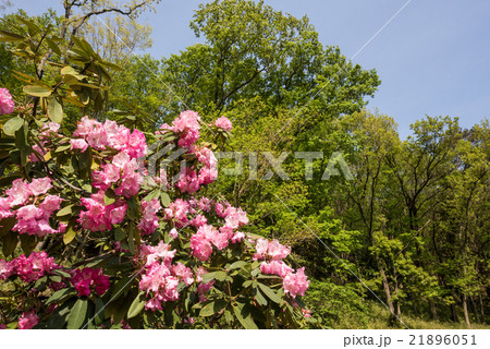 七沢森林公園のシャクナゲ 七沢森林公園のシャクナゲ 21896051