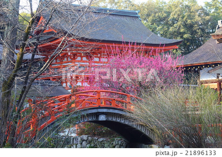 京都　下鴨神社　楼門と紅梅 21896133