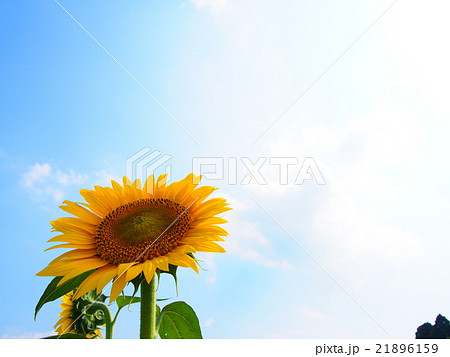 青空とひまわり 21896159