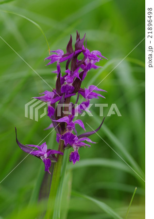 ハクサンチドリ 21896498