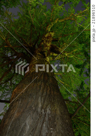 夜の樹齢100年超・高さ29メートルの銀杏の大樹 21896510