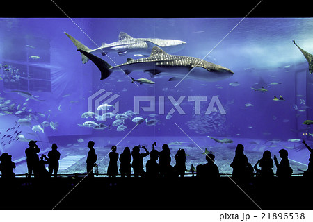 美ら海水族館 21896538