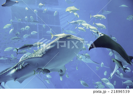 美ら海水族館 21896539