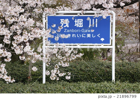 残堀川のサクラ 残堀川のサクラ 21896799