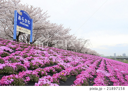 春の荒川赤羽桜堤緑地の芝桜と桜の写真素材