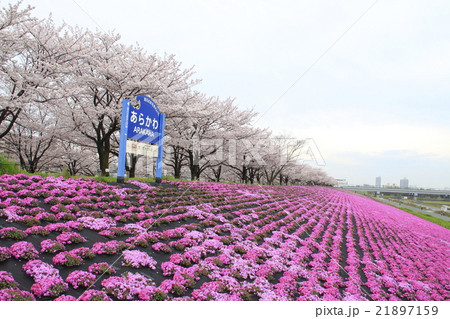 春の荒川赤羽桜堤緑地の芝桜と桜の写真素材