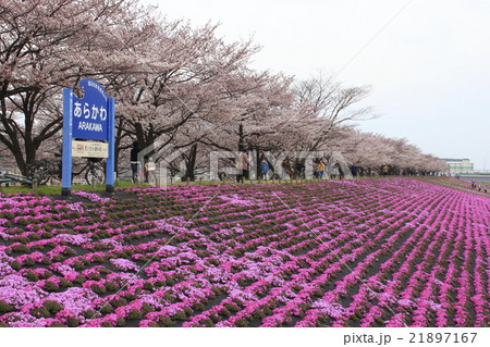 春の荒川赤羽桜堤緑地の芝桜と桜の写真素材