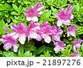 ミシマツツジ 21897276