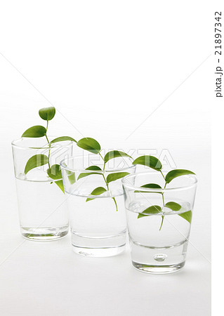 スマイラックスの入ったグラスややロングコップ3個斜め並び縦位置 スマイラックスの入ったグラスややロングコップ3個斜め並び縦位置 21897342