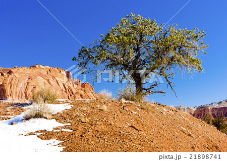 Capitol Reef National Park, Utah, USA Capitol Reef National Park, Utah, USA 21898741
