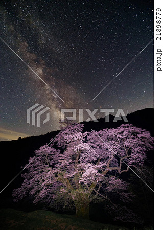 駒つなぎの桜(縦ver.) 21898779