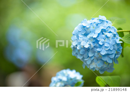 水色のあじさい 紫陽花 の写真素材