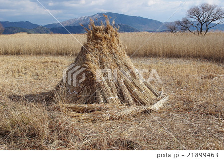 ヨシの丸立て 21899463