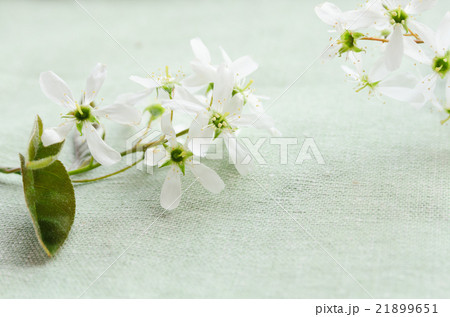 ジューンベリーの花 21899651