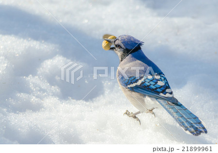 Blue Jay (Cyanocitta cristata) on spring-corn snow 21899961