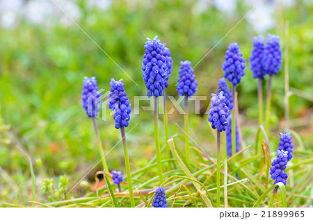 ムスカリの花 21899965