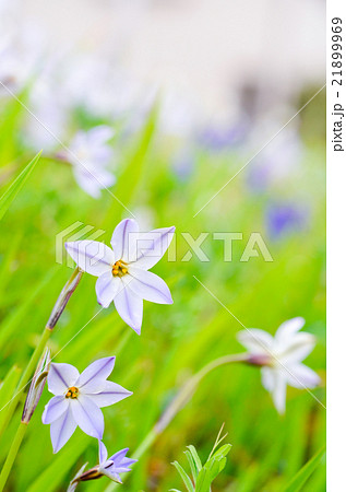 野生のハナニラ 21899969