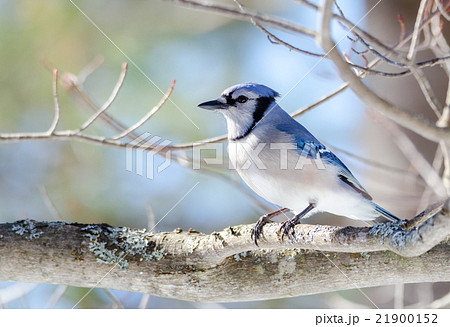 Blue Jay (Cyanocitta cristata) in early springtime Blue Jay (Cyanocitta cristata) in early springtime 21900152